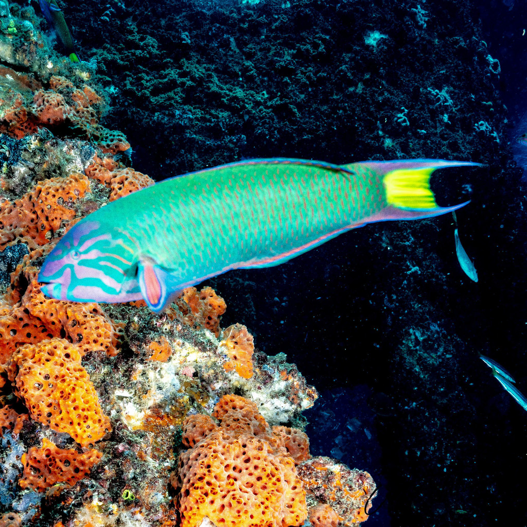 Moon Wrasse