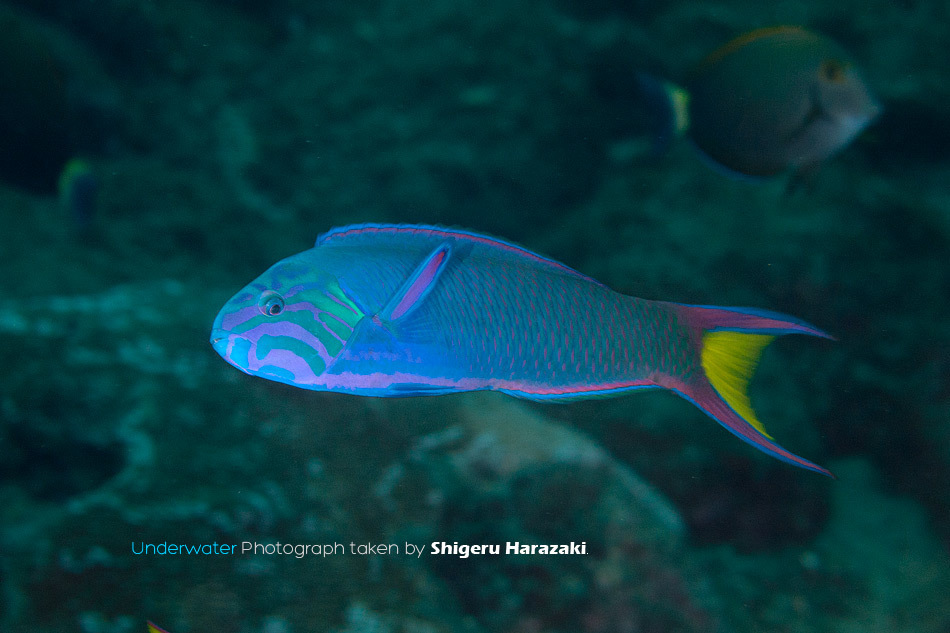 Moon Wrasse