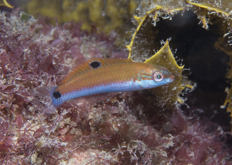 Moon Wrasse