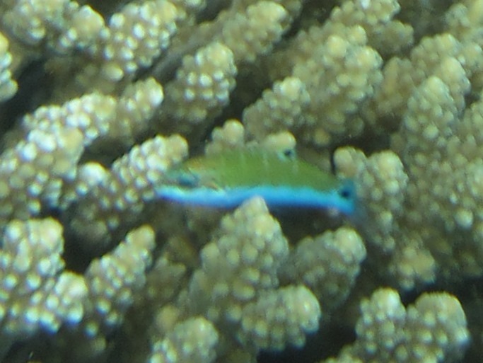 Moon Wrasse