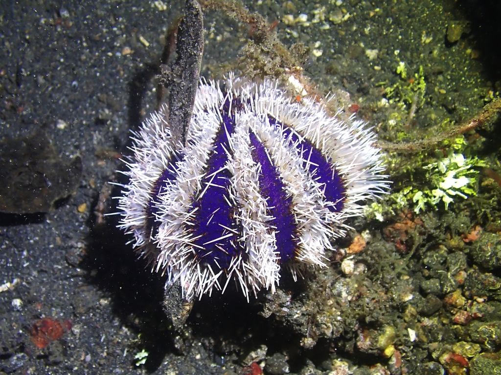 Oursin-bonnet De Prêtre