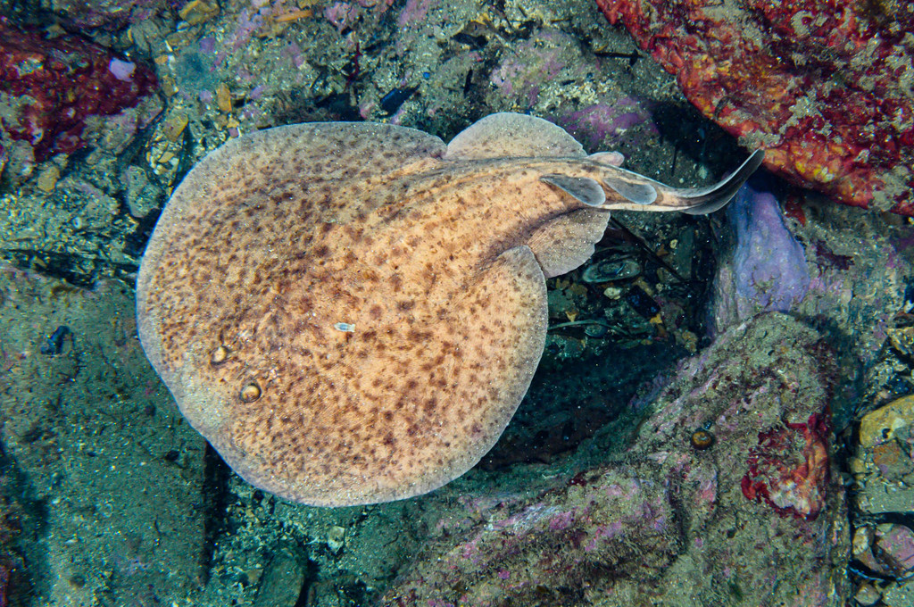 Marbled Torpedo