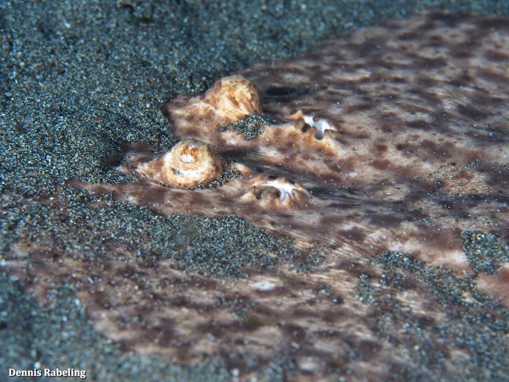 Marbled Torpedo
