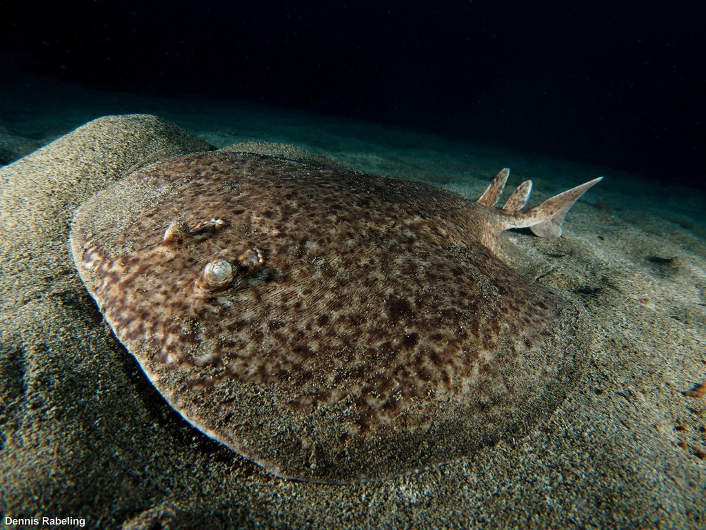 Marbled Torpedo