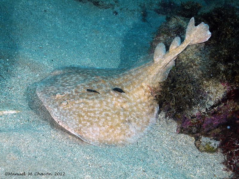 Marbled Torpedo