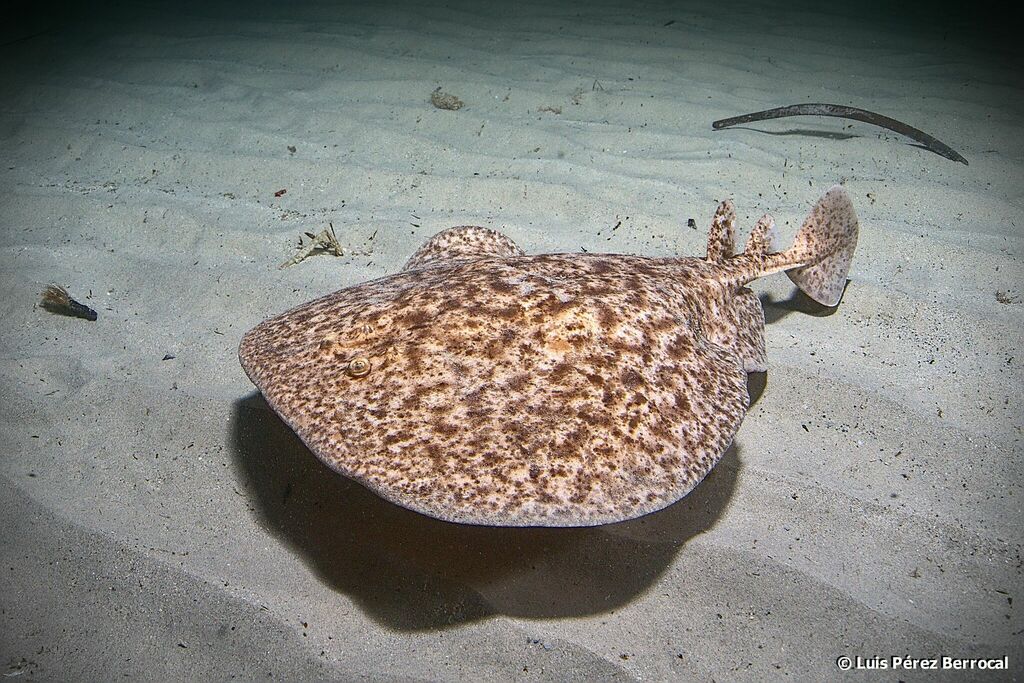 Marbled Torpedo