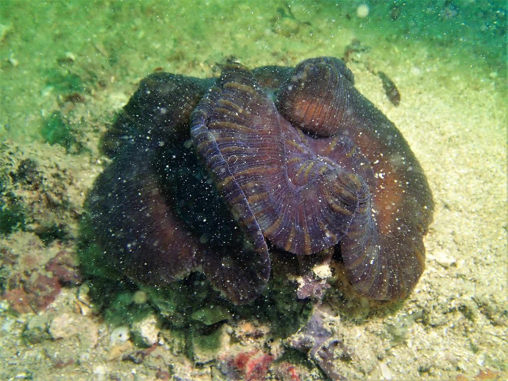Banana Coral