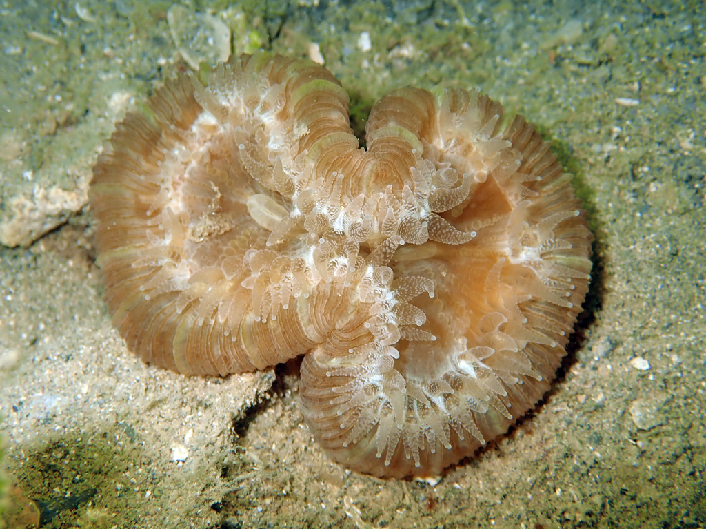Banana Coral