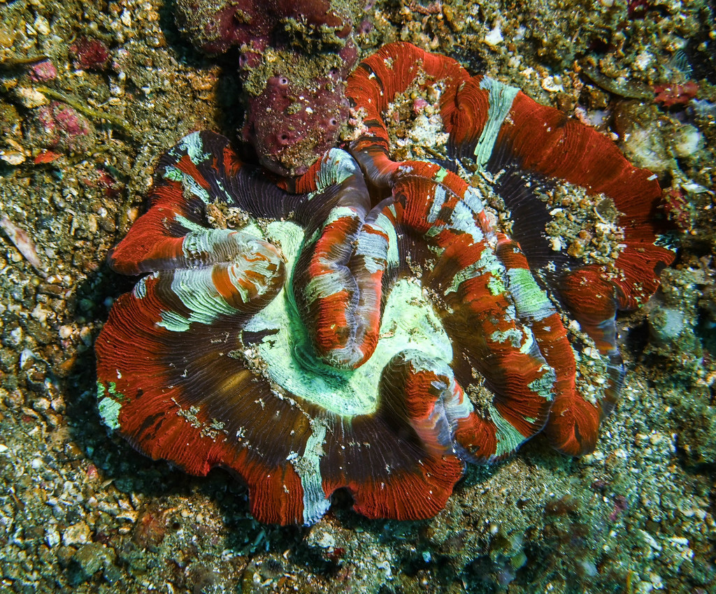 Banana Coral