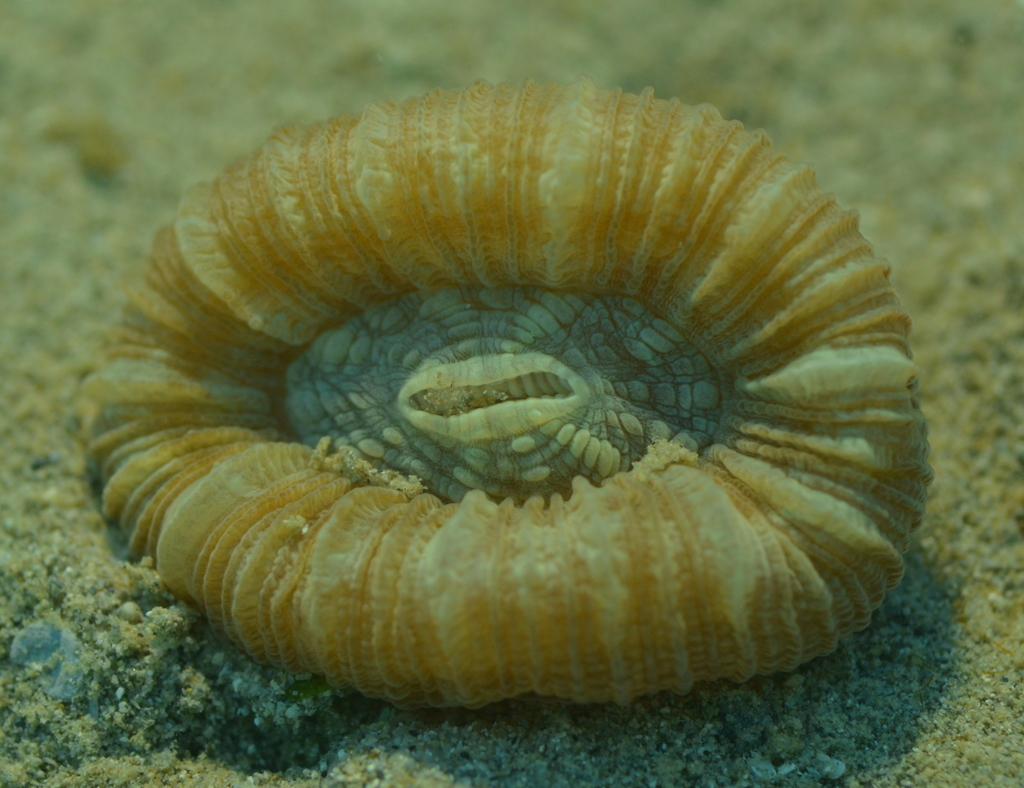 Banana Coral