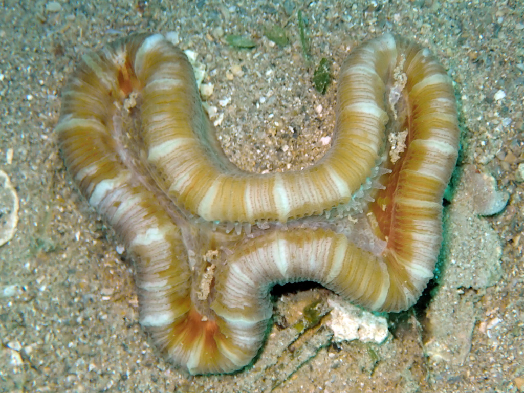 Banana Coral