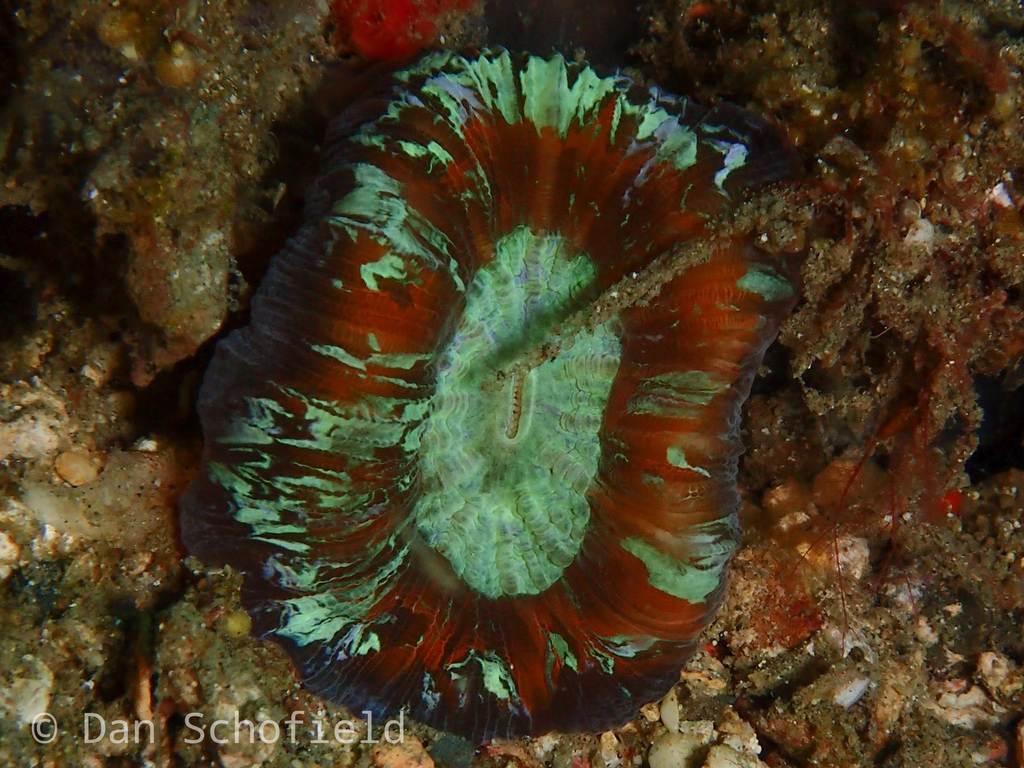 Banana Coral