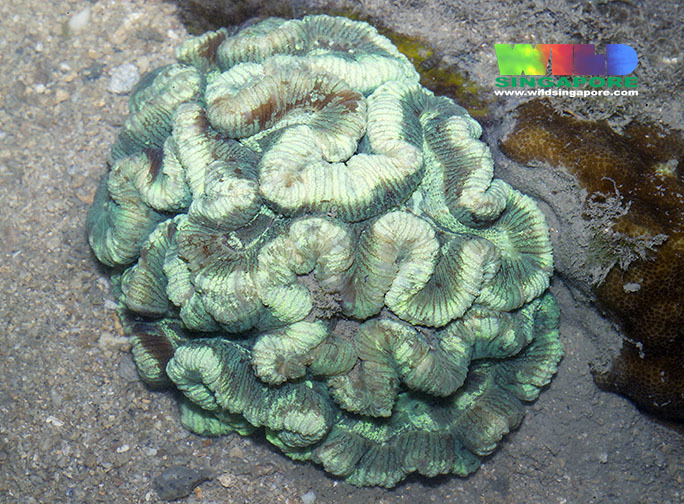 Banana Coral