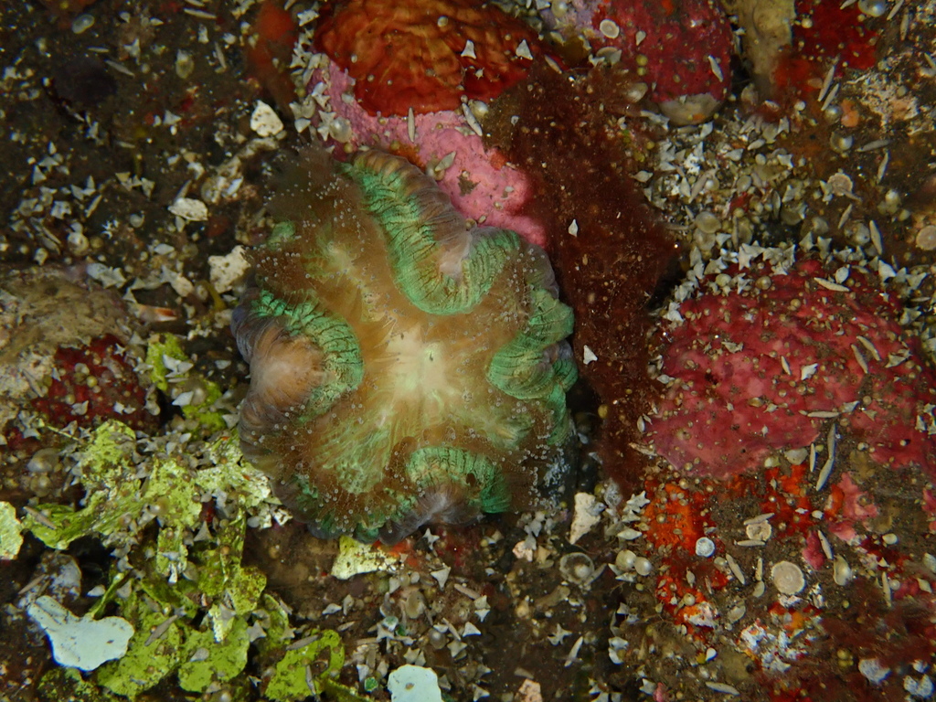 Banana Coral