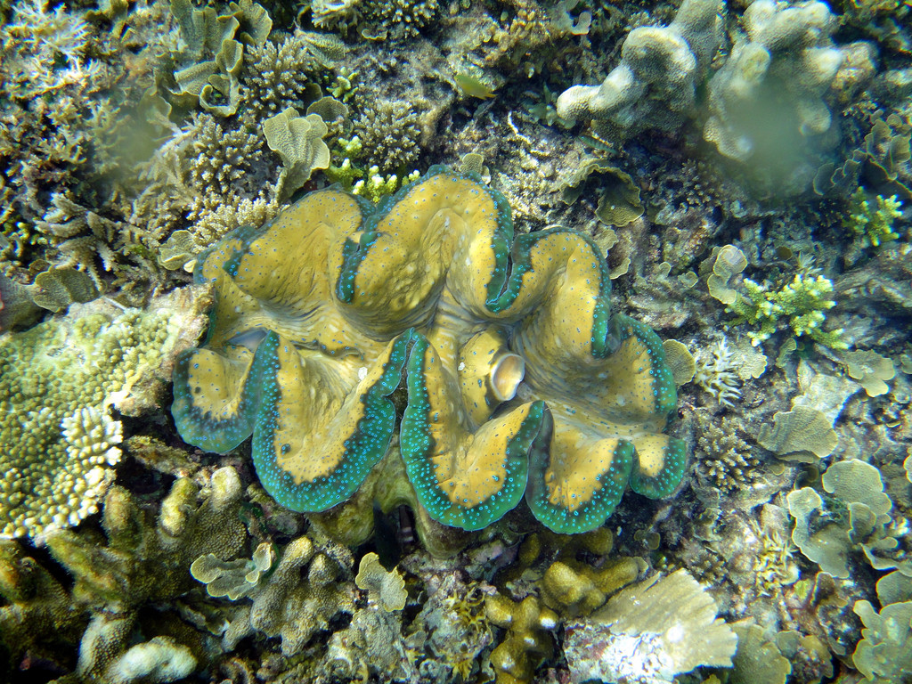 Gigas Giant Clam