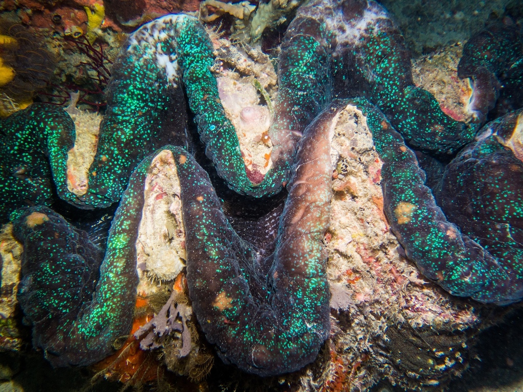 Gigas Giant Clam