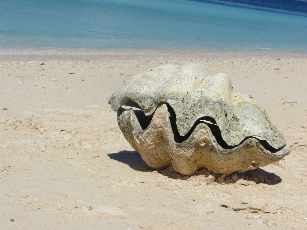 Gigas Giant Clam