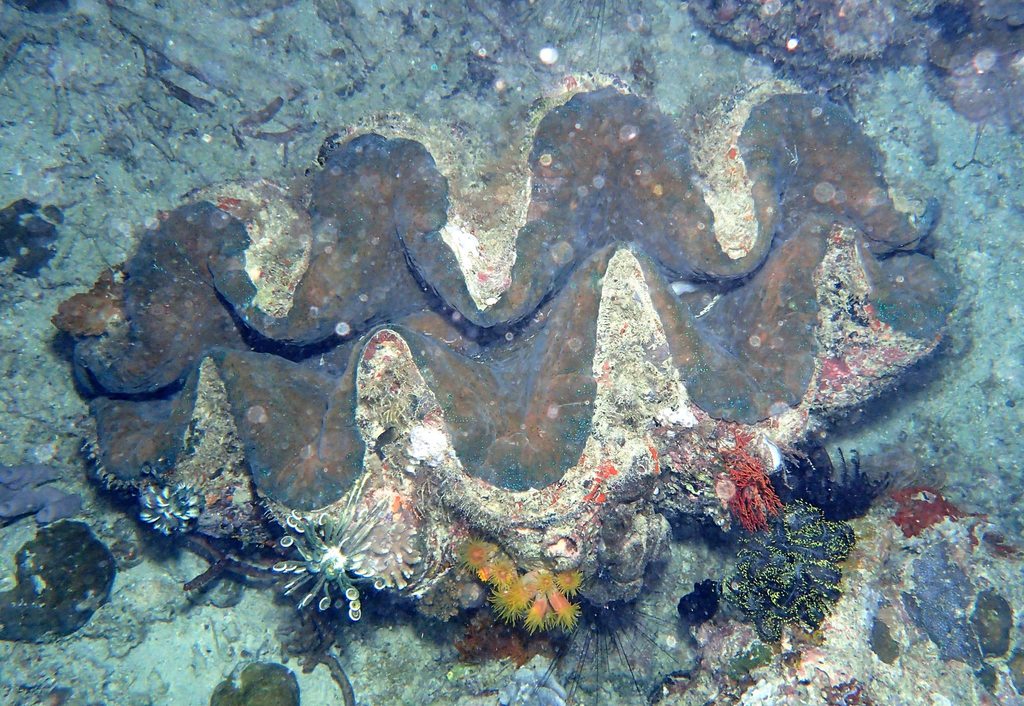 Gigas Giant Clam