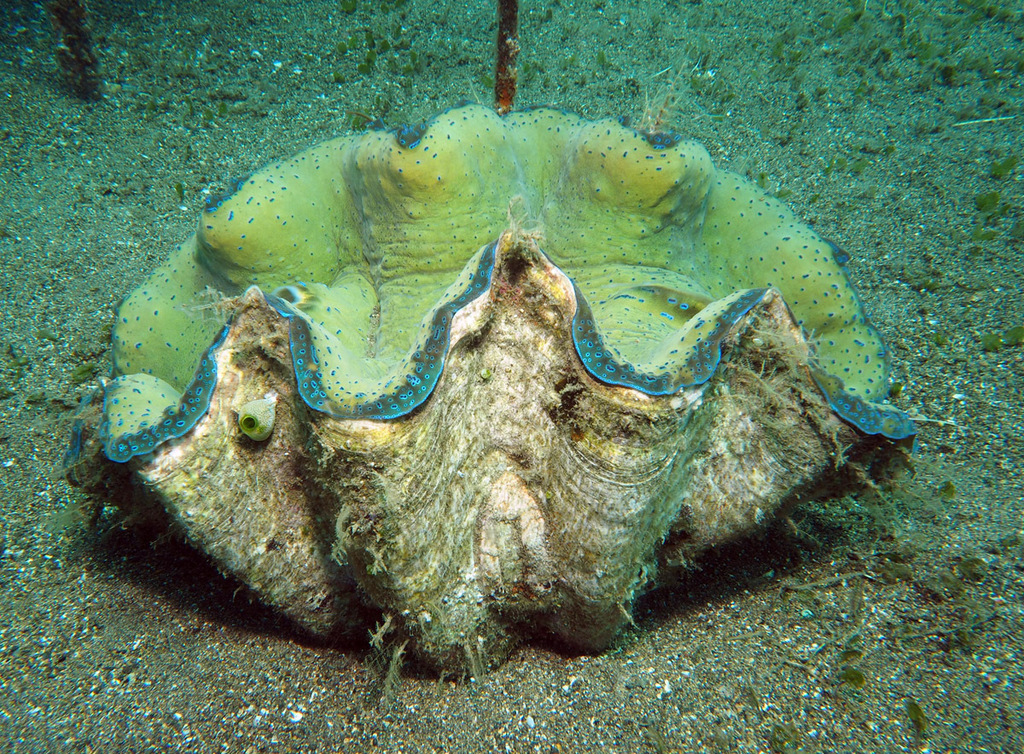 Gigas Giant Clam