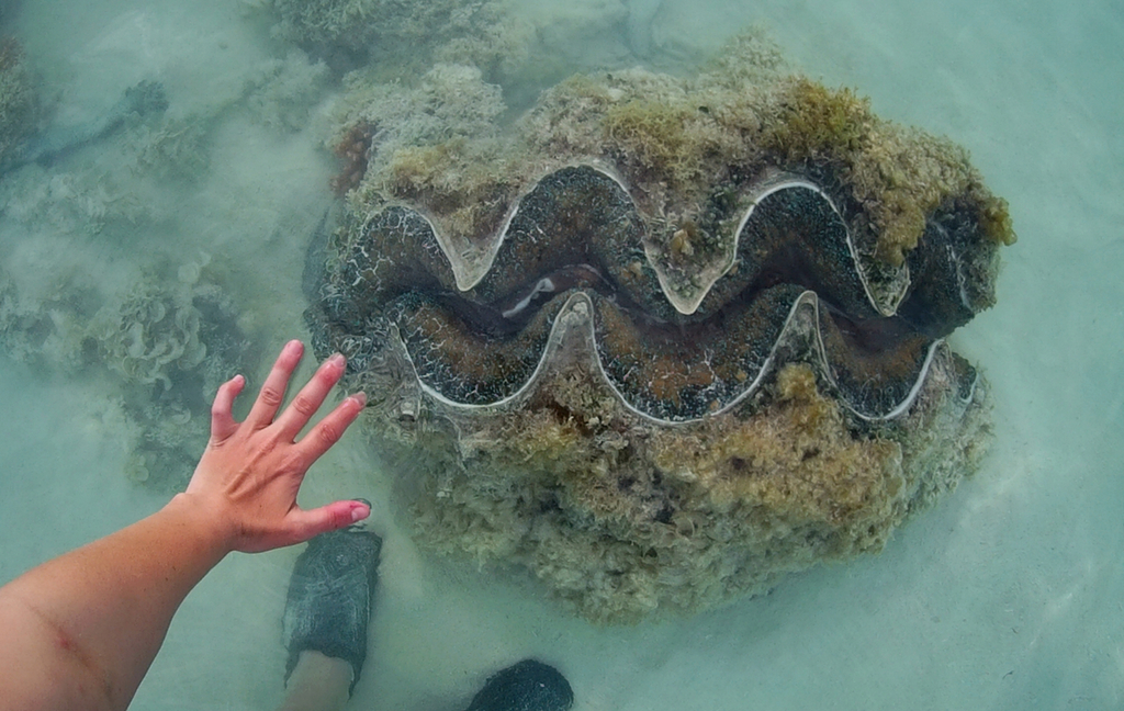 Gigas Giant Clam