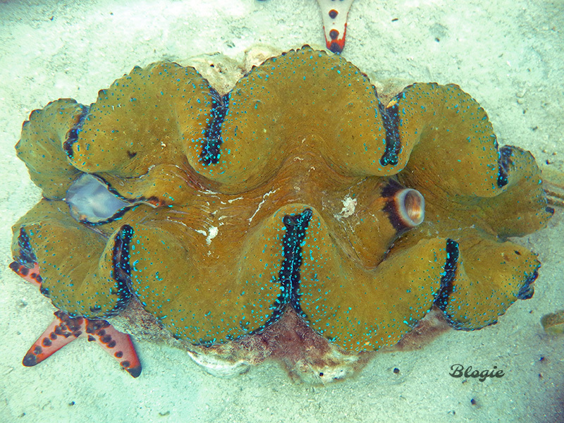 Gigas Giant Clam