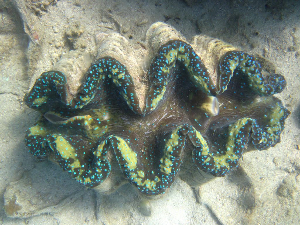 Gigas Giant Clam