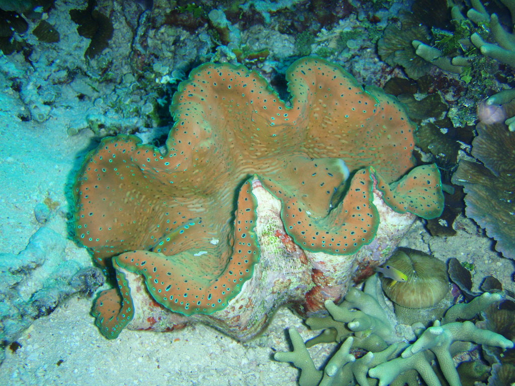 Gigas Giant Clam