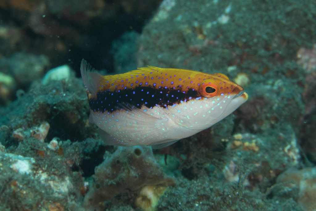 Yellow-edged Lyretail