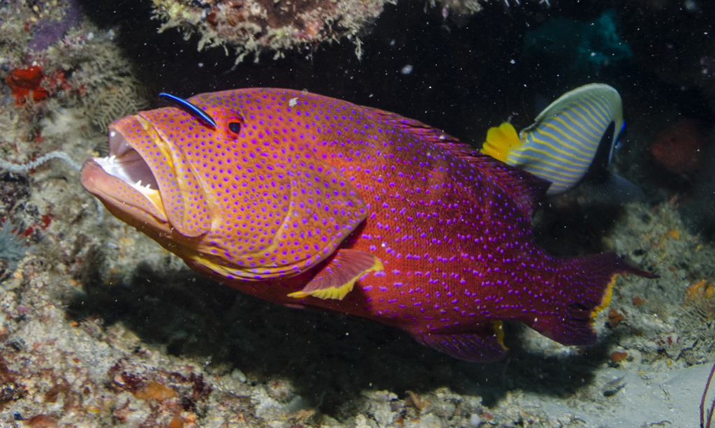 Yellow-edged Lyretail