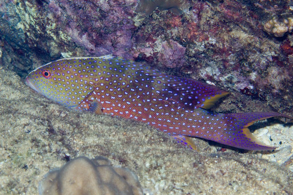 Yellow-edged Lyretail