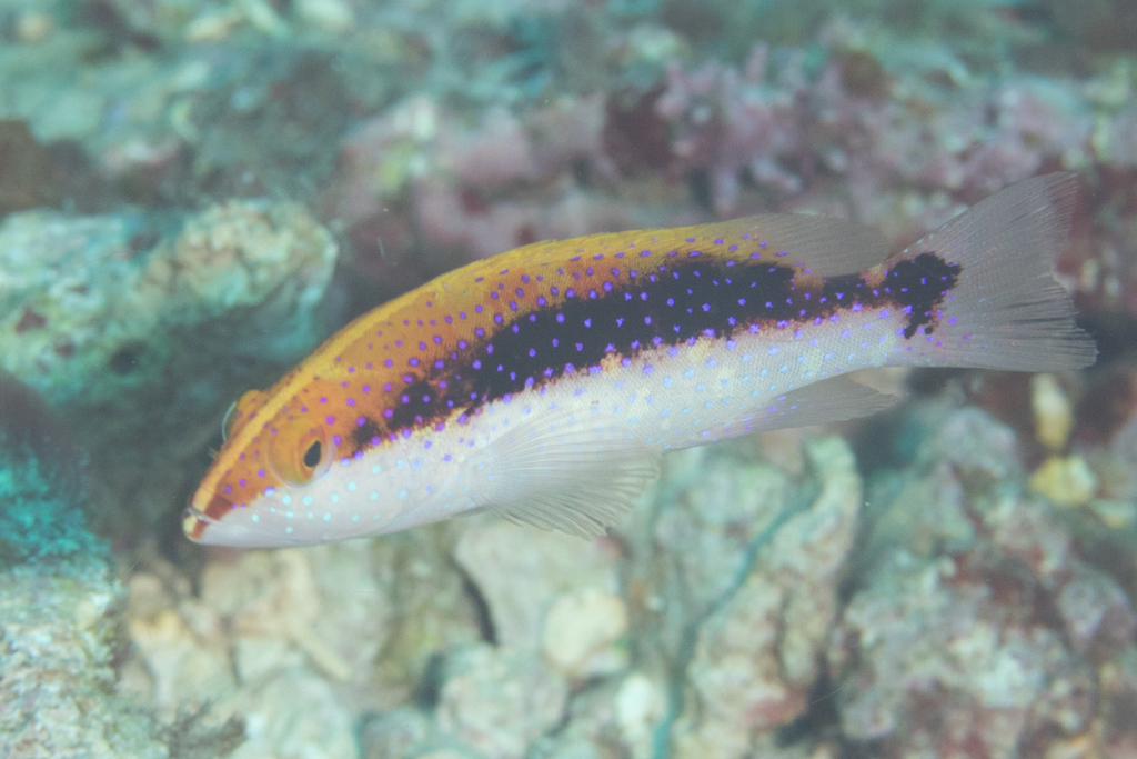Yellow-edged Lyretail