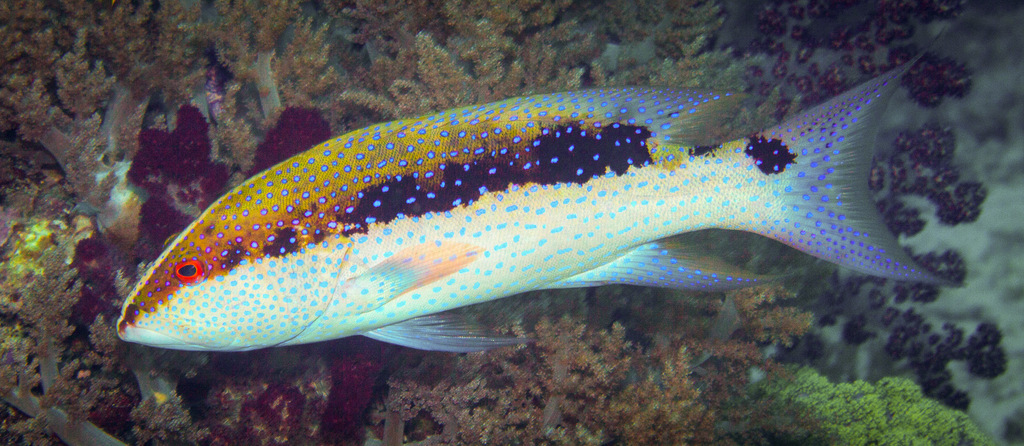 Yellow-edged Lyretail