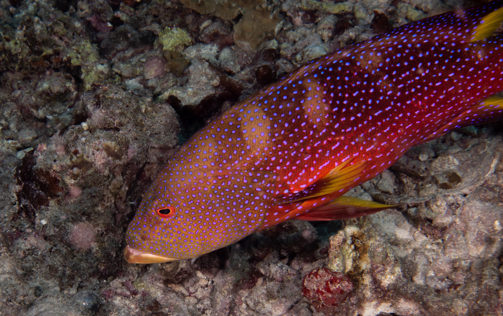 Yellow-edged Lyretail