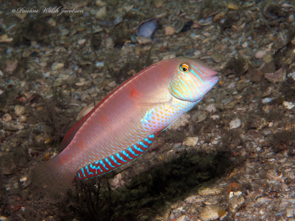 Pearly Razorfish