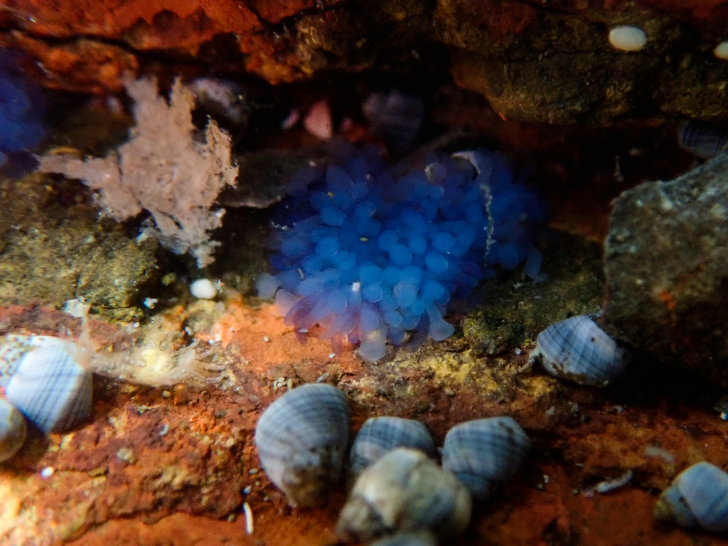 Portuguese Man O' War