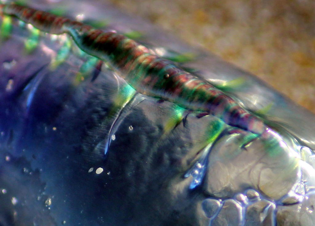 Portuguese Man O' War