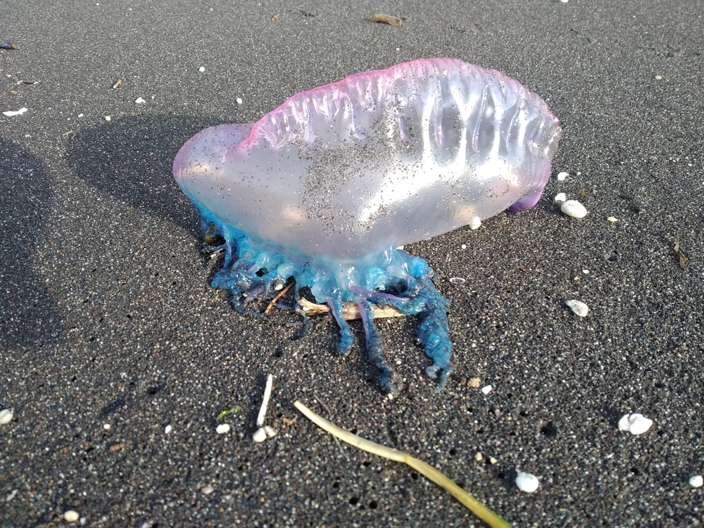 Portuguese Man O' War