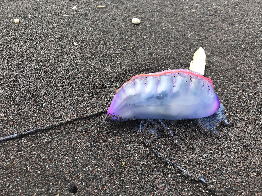 Portuguese Man O' War