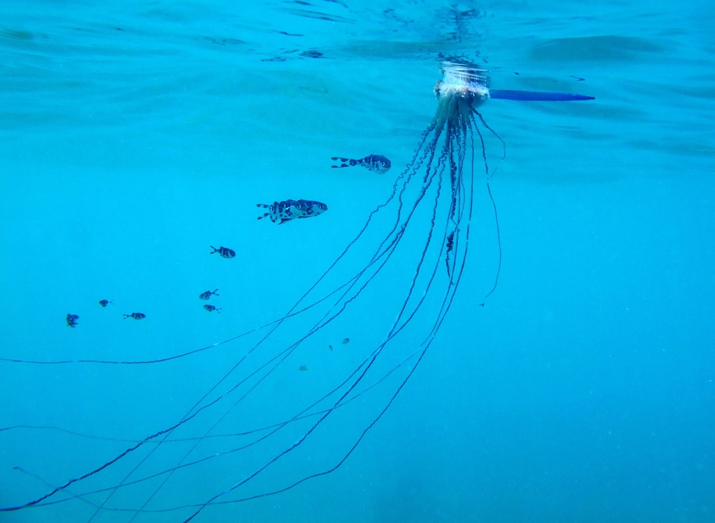 Portuguese Man O' War