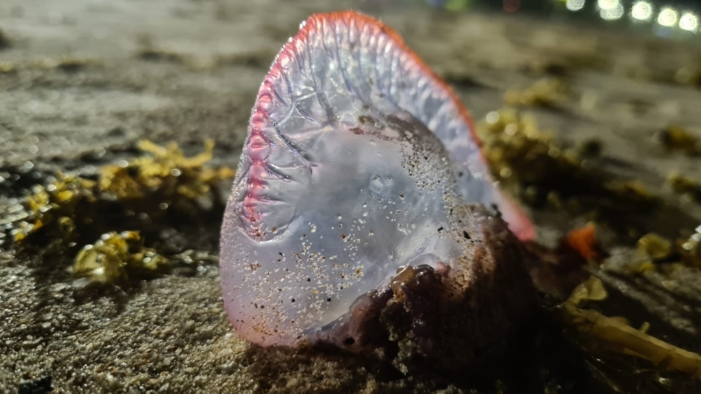 Portuguese Man O' War