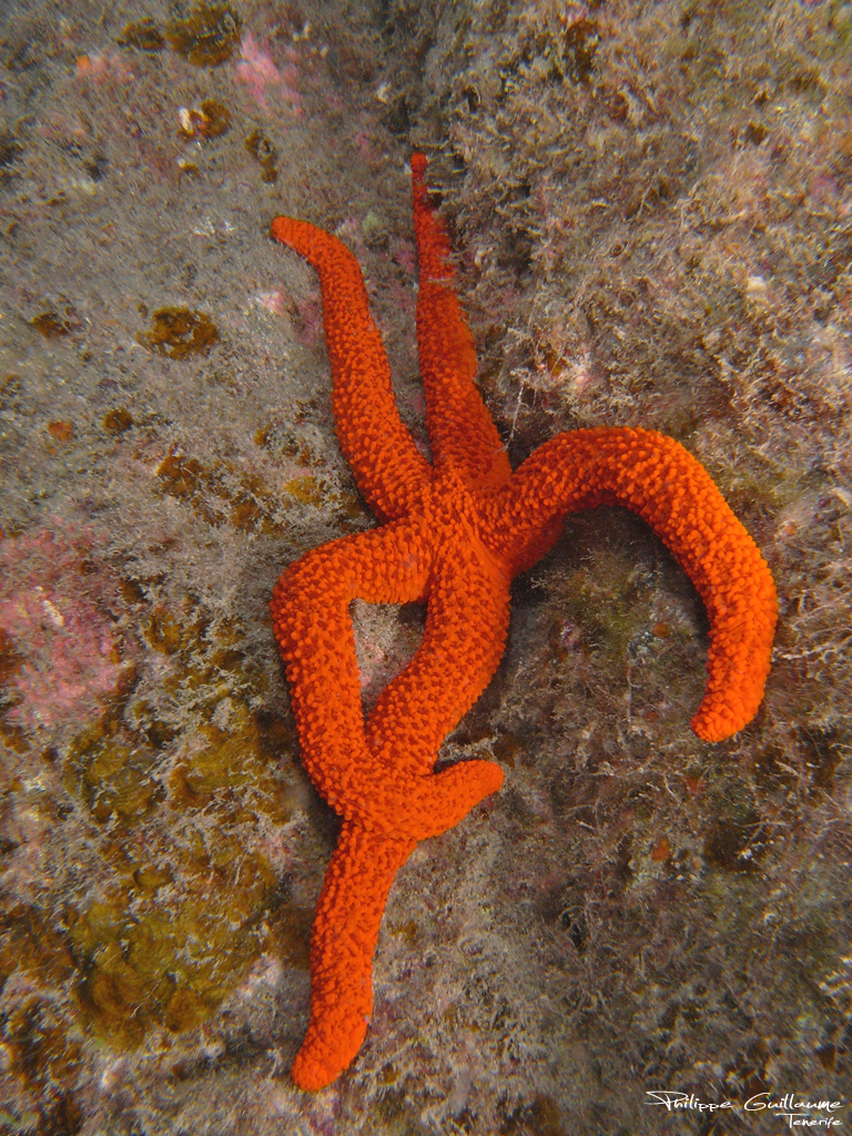Mediterranean Red Sea Star