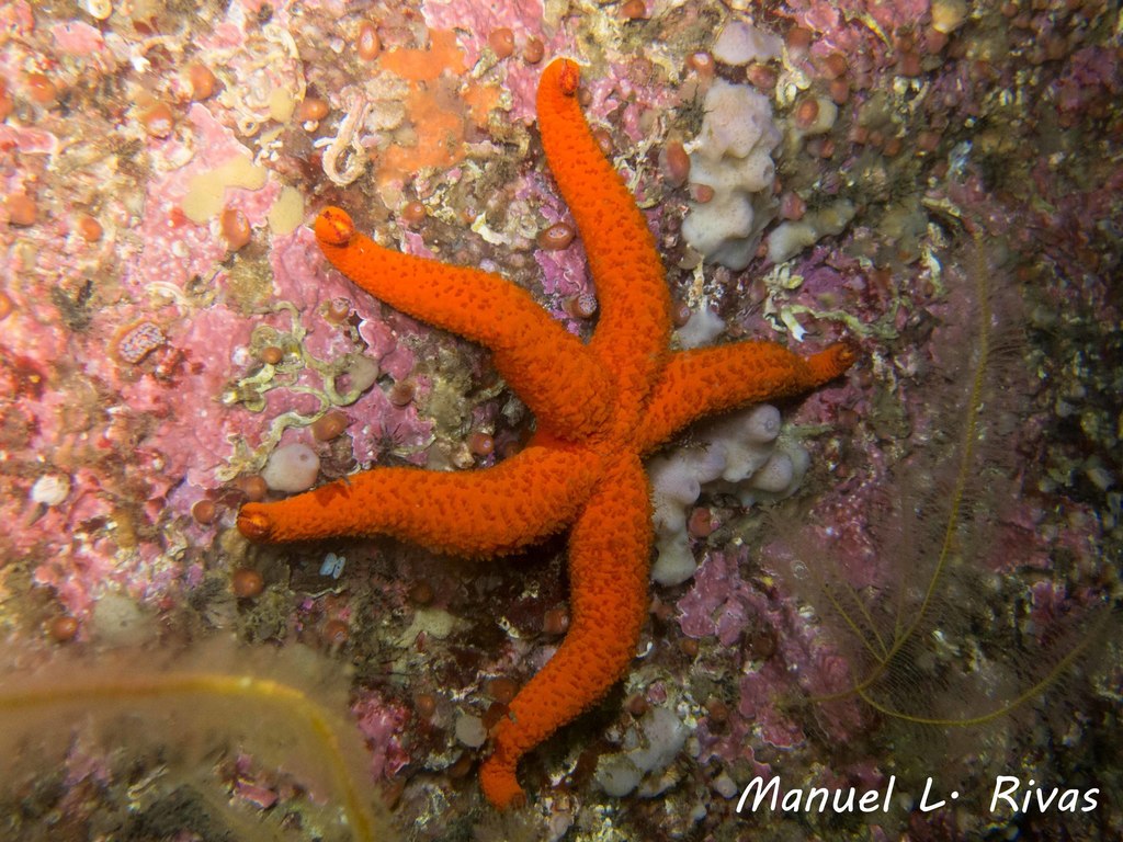 Mediterranean Red Sea Star