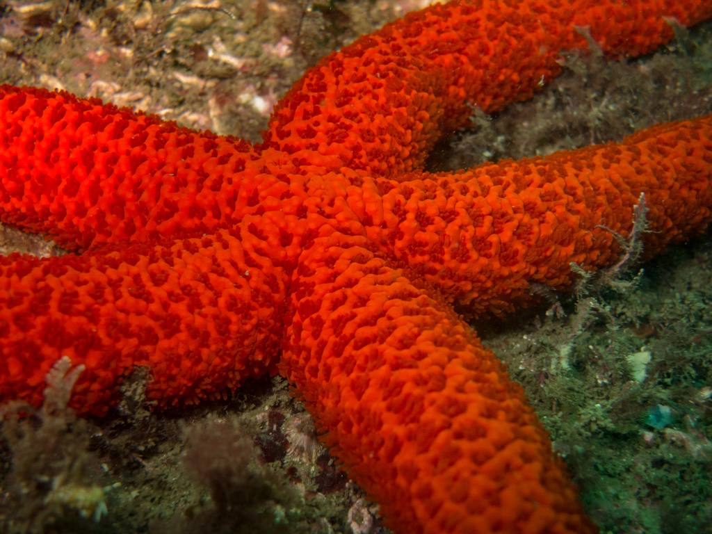 Mediterranean Red Sea Star
