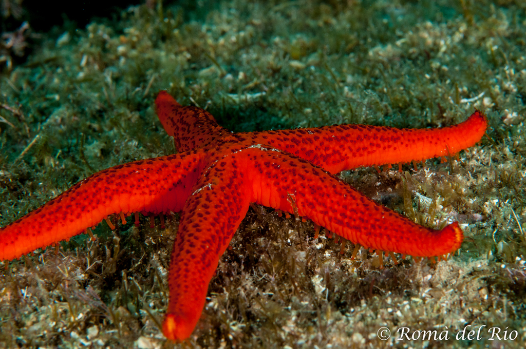 Mediterranean Red Sea Star