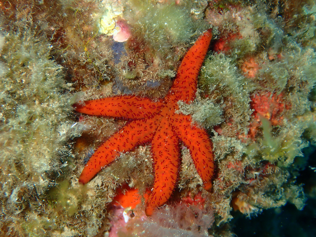 Mediterranean Red Sea Star