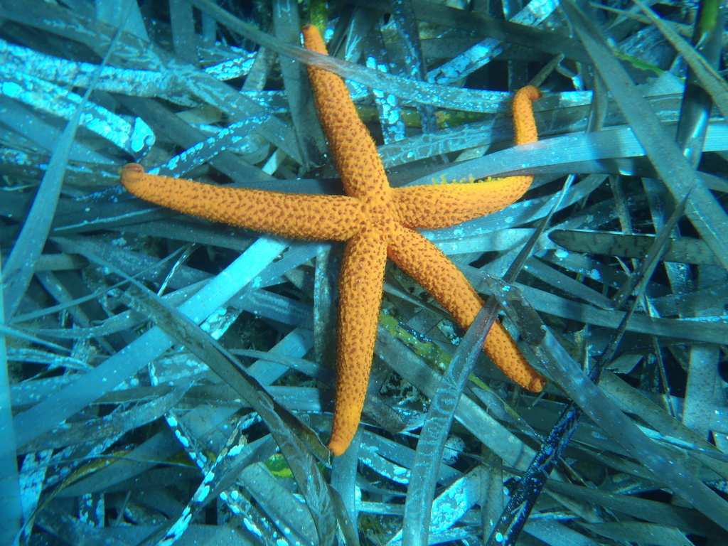 Mediterranean Red Sea Star