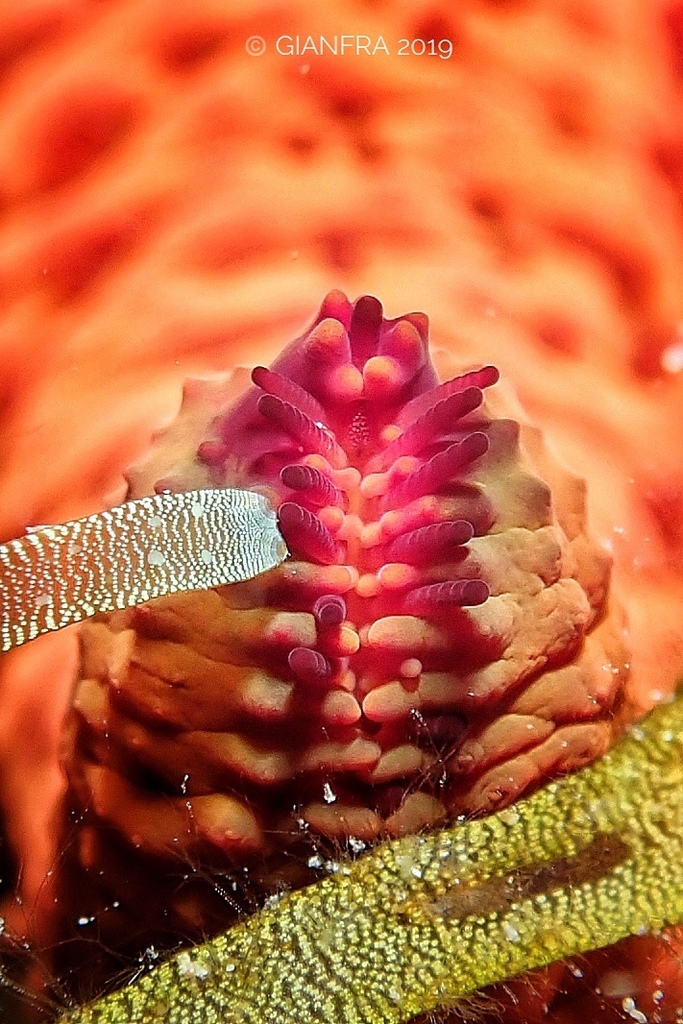 Mediterranean Red Sea Star