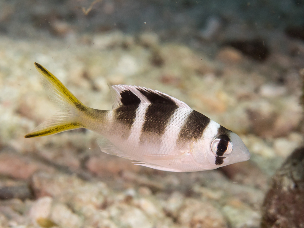 Humpnose Bigeye Bream