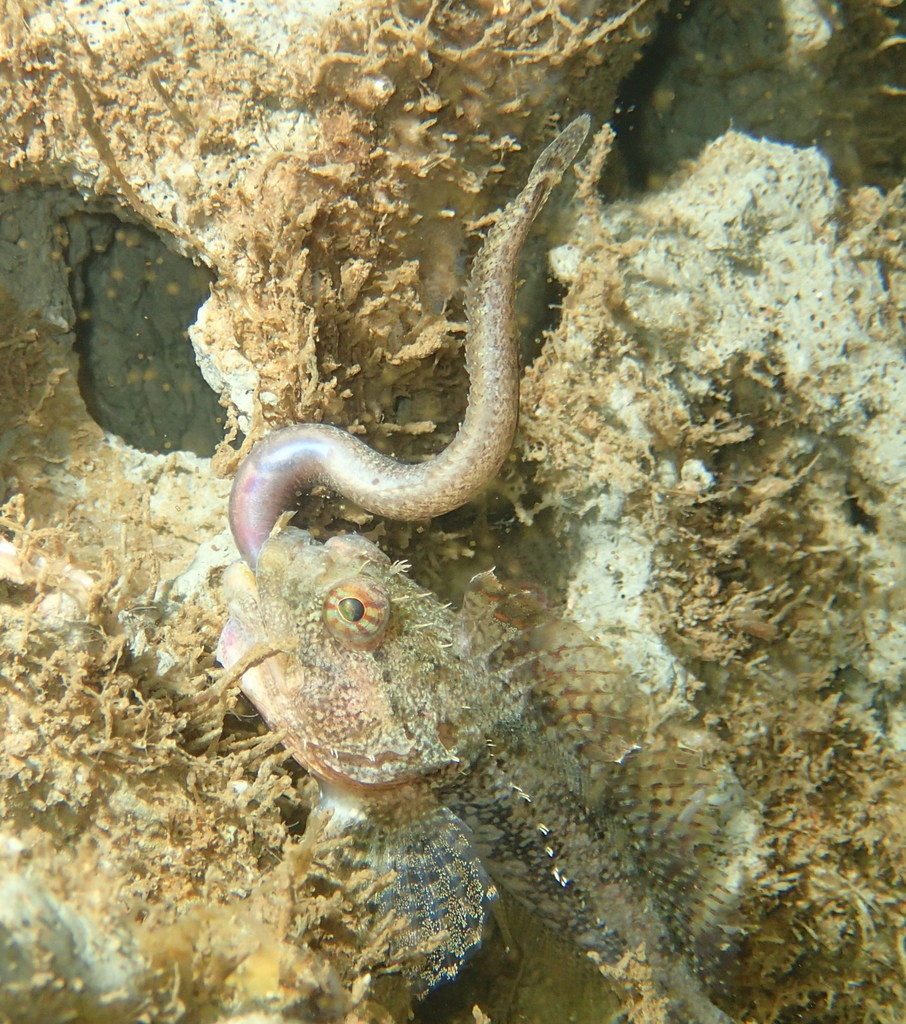 Scalyhead Sculpin
