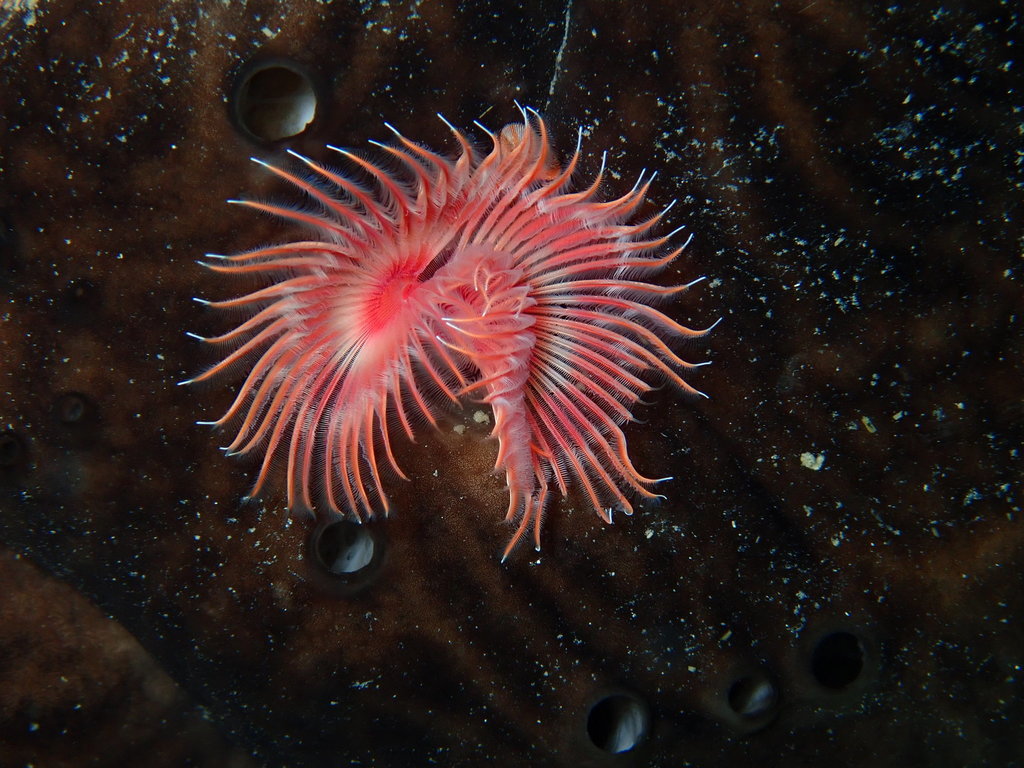 Red Tubeworm